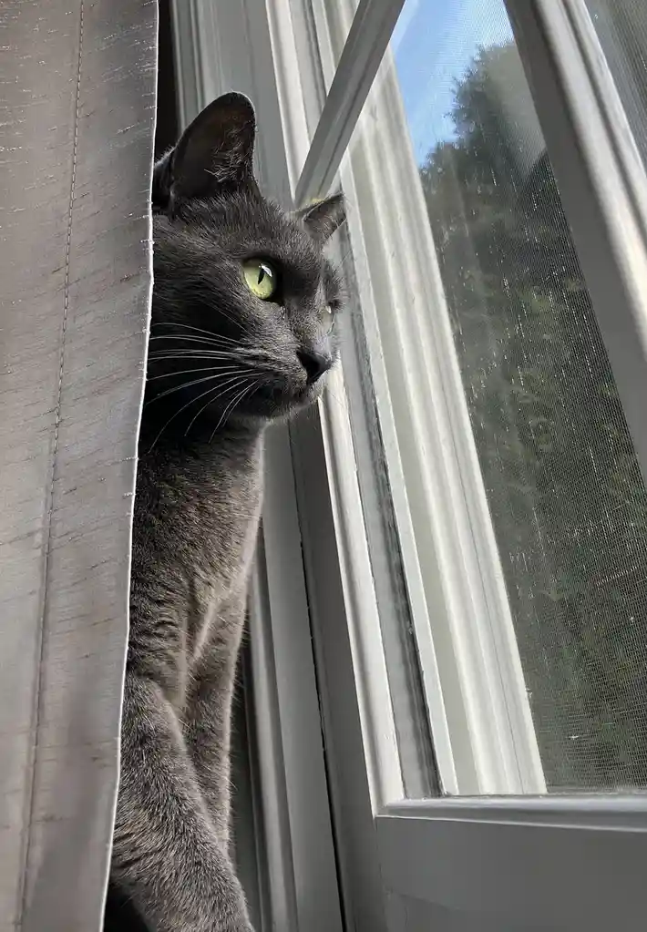 A grey cat with bright green eyes peeks out from behind a curtain, looking intently out a window with a screen. The cat's…