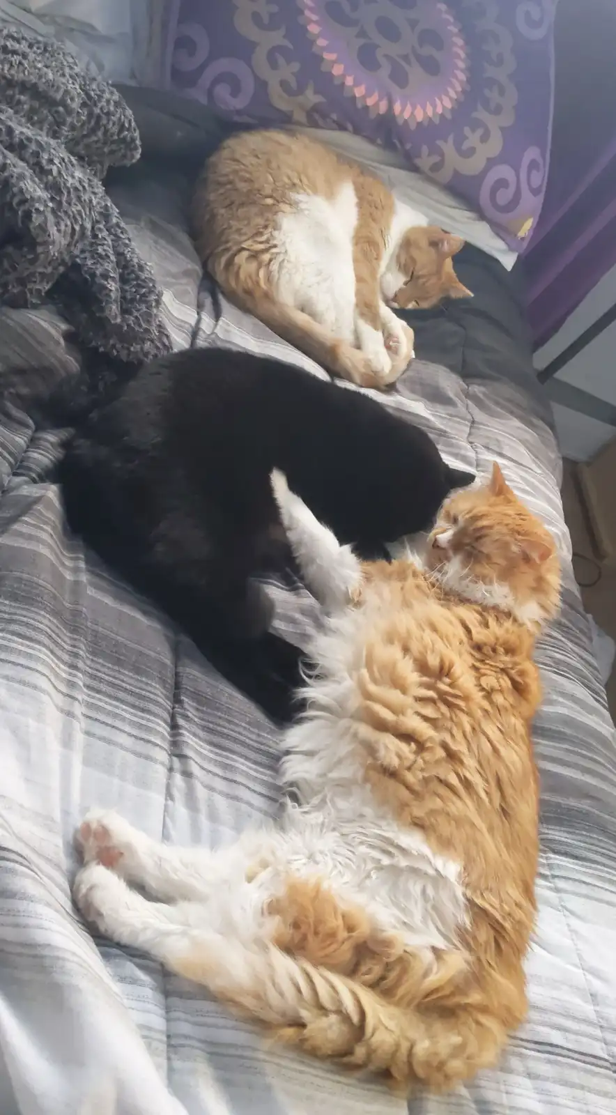 Three cats are sleeping on a striped bedspread; one ginger cat lies on its back with paws up, a black cat curls beside it…