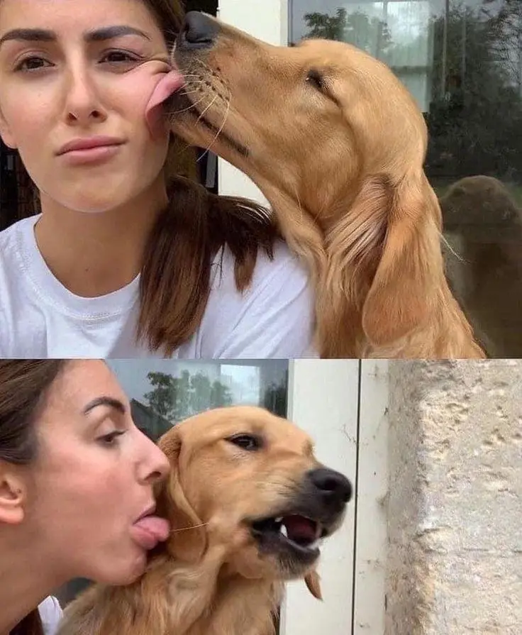 A two-panel image shows a golden retriever licking a woman's cheek in the top panel, and the woman reciprocating by licking…
