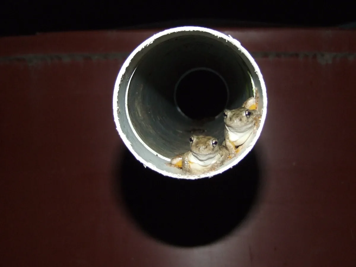 Two small frogs with wide eyes are peeking out from the open end of a white PVC pipe, looking directly at the camera. The…