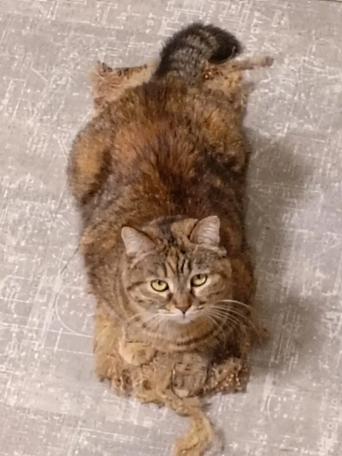 A tabby cat with brown and black stripes is lying on its back on a gray patterned surface, looking up at the camera with a…