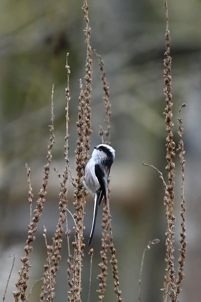 A small, black-and-white bird with a long tail perches on dried, brown plant stalks against a blurred natural background…