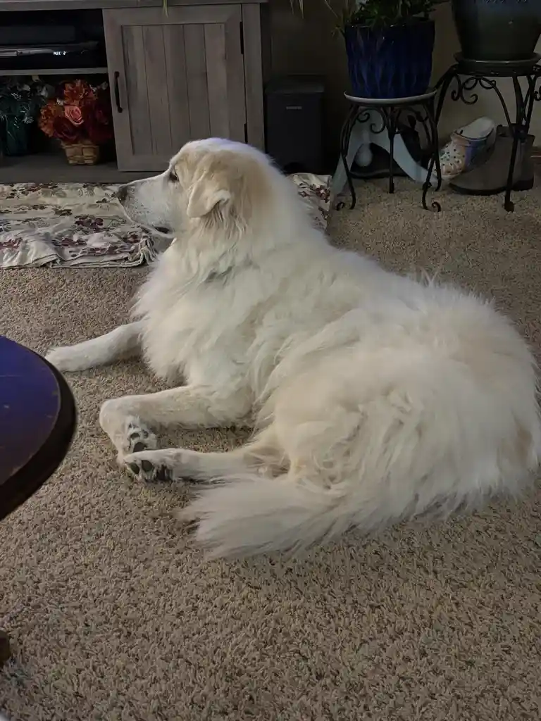 A large, fluffy white dog is lying down on a beige carpet in a living room, looking off to the side with a calm, slightly…