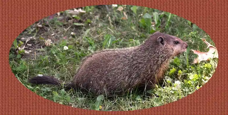 A brown, furry weasel-like animal with a long tail sits in green grass and weeds, looking alert. The image is framed with a…