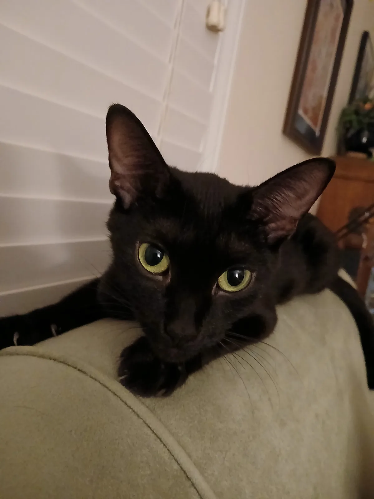 Meet My Adorable Black Cat, Scout