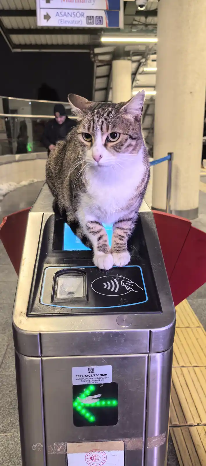 A tabby cat with a white chest sits atop a metal subway turnstile, its paws resting on the contactless payment pad. The…