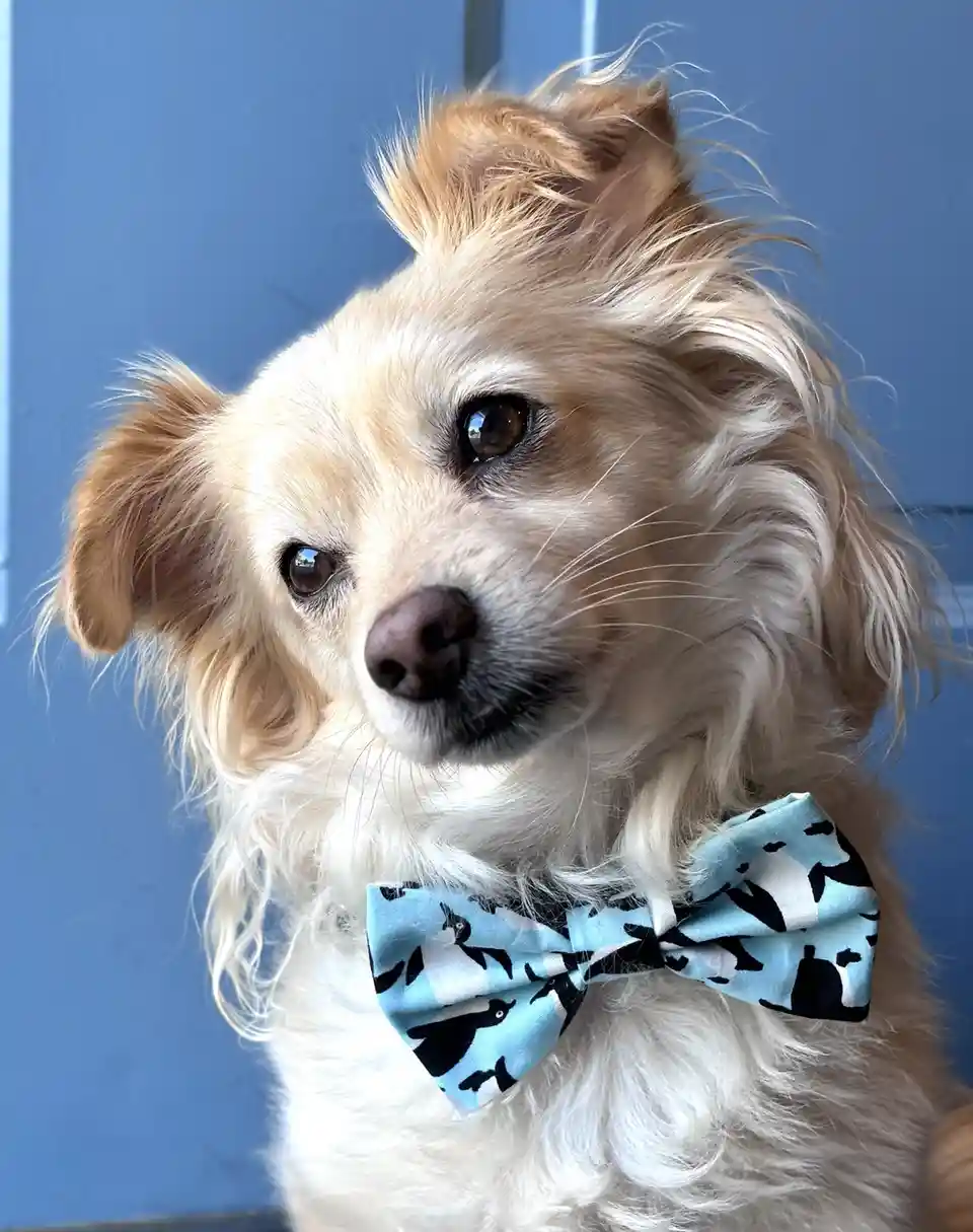 A small, fluffy, light-brown and white dog with expressive brown eyes and a slightly messy coat looks directly at the…