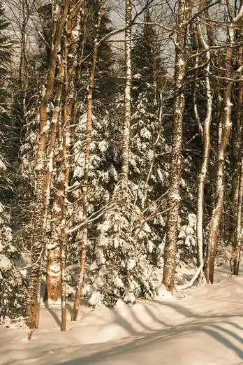 A serene winter forest scene with snow-covered trees and ground, bathed in warm, golden sunlight filtering through bare…