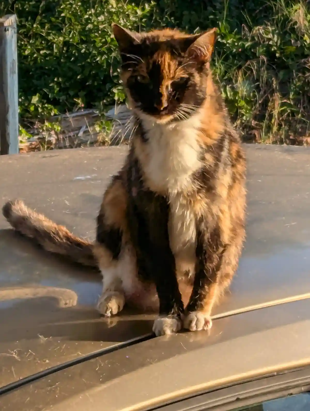 A calico cat with matted fur sits upright on a car hood, looking directly at the camera with a weary expression. The…