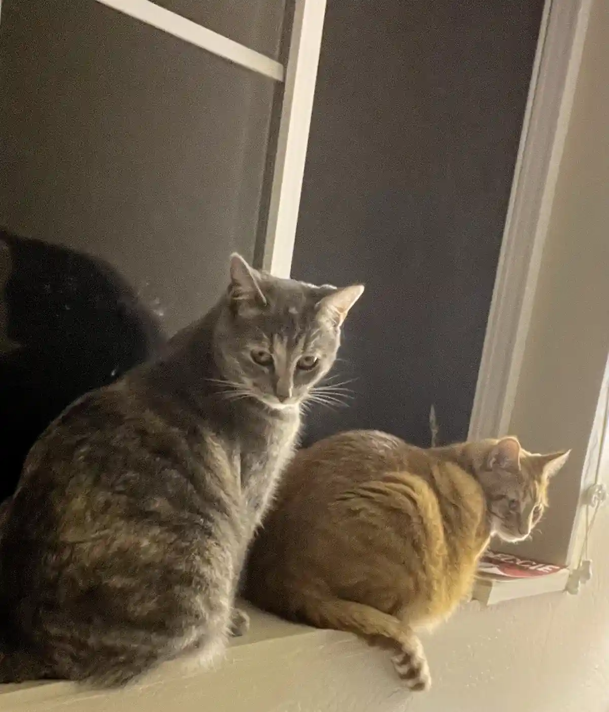 Two cats sit on a windowsill; one gray tabby looks directly at the camera with a bored expression, while a ginger cat sits…