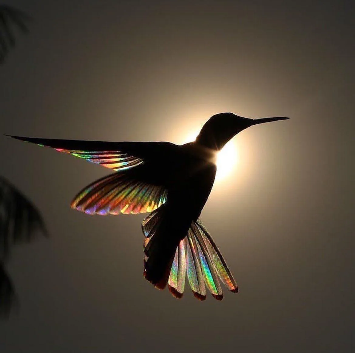 A hummingbird is silhouetted against a bright sun, with its wings and tail feathers displaying iridescent rainbow colors…