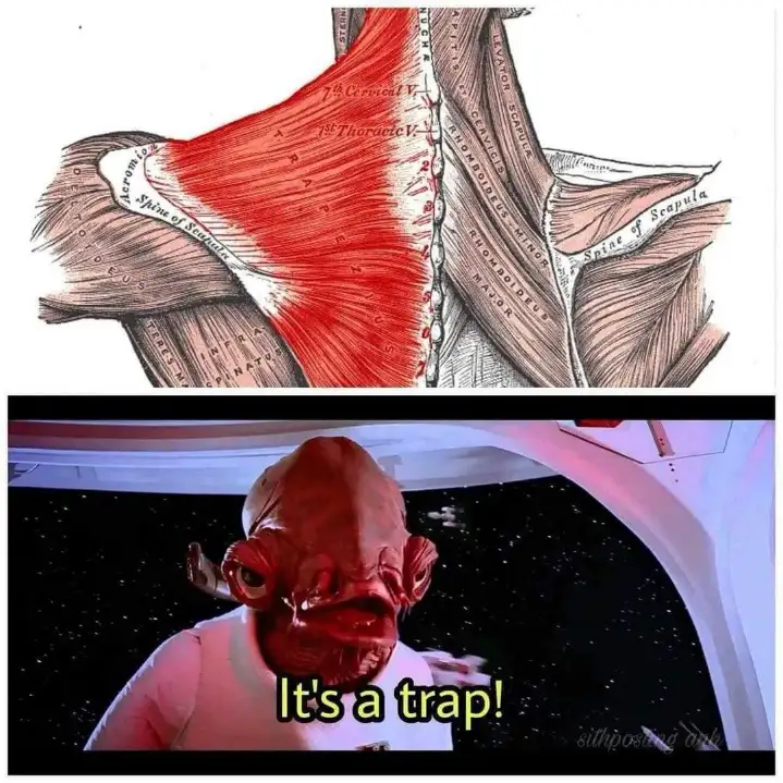 The top panel shows a detailed anatomical illustration of human shoulder muscles, with the deltoid muscle highlighted in…