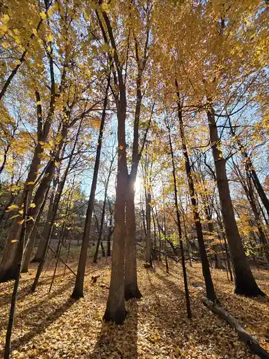 A low-angle photo of a forest in autumn with golden-yellow leaves on trees and covering the ground, sunlight filtering…