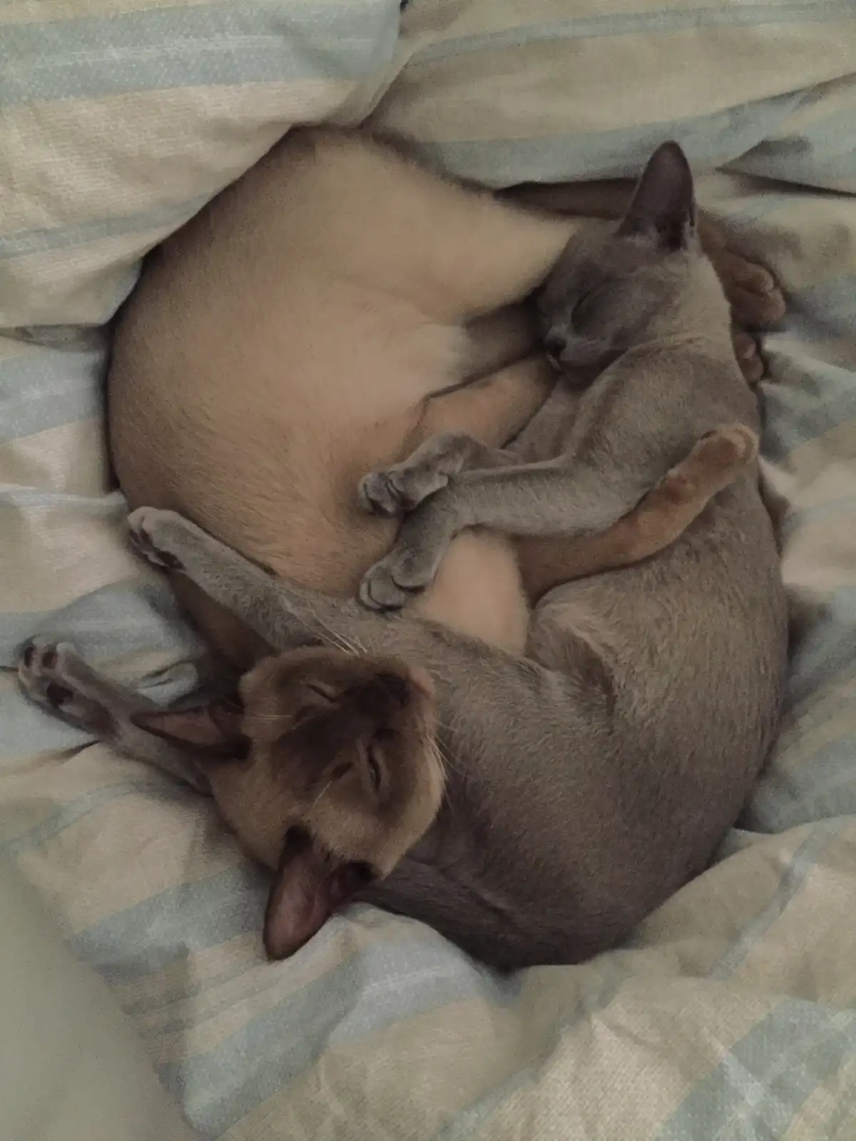 The Adventures of Louie and Molly