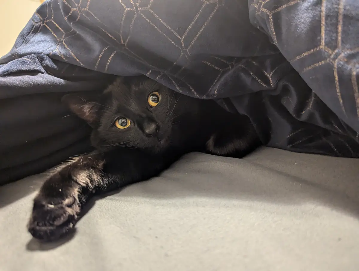 A black cat with bright yellow eyes peeks out from under a dark blue blanket with a gold geometric pattern, lying on a light…