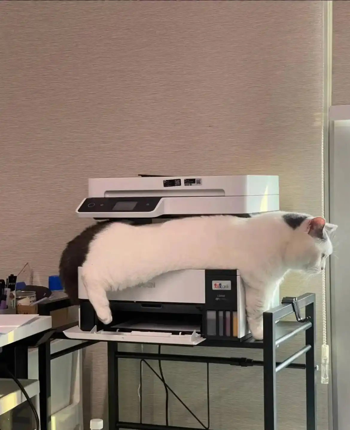A white cat with a dark tail and head markings is stretched horizontally across a white printer, balancing on its front paws…