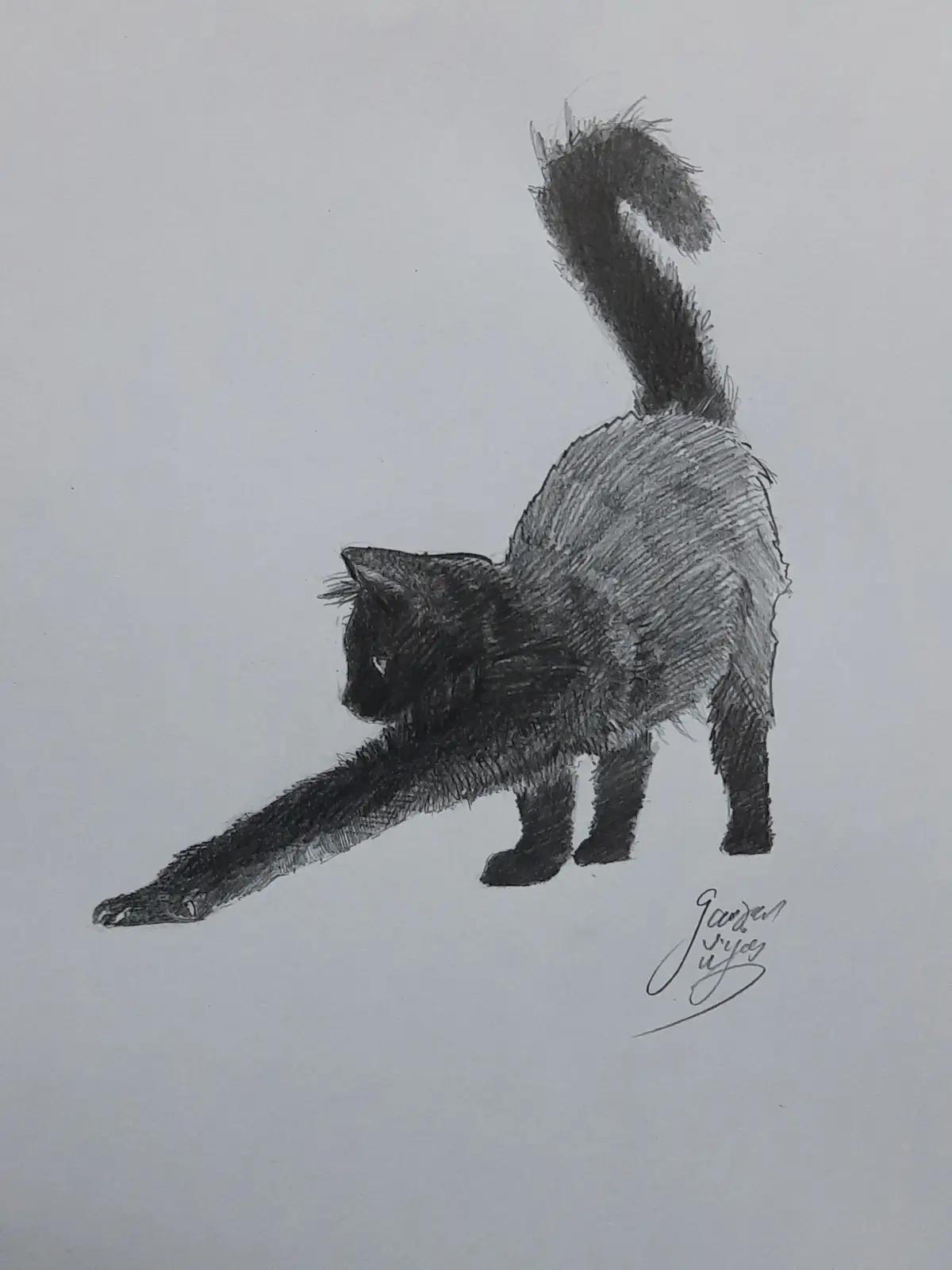 A pencil sketch of a black cat stretching with its back arched and tail curved upward, standing on hind legs with one front…