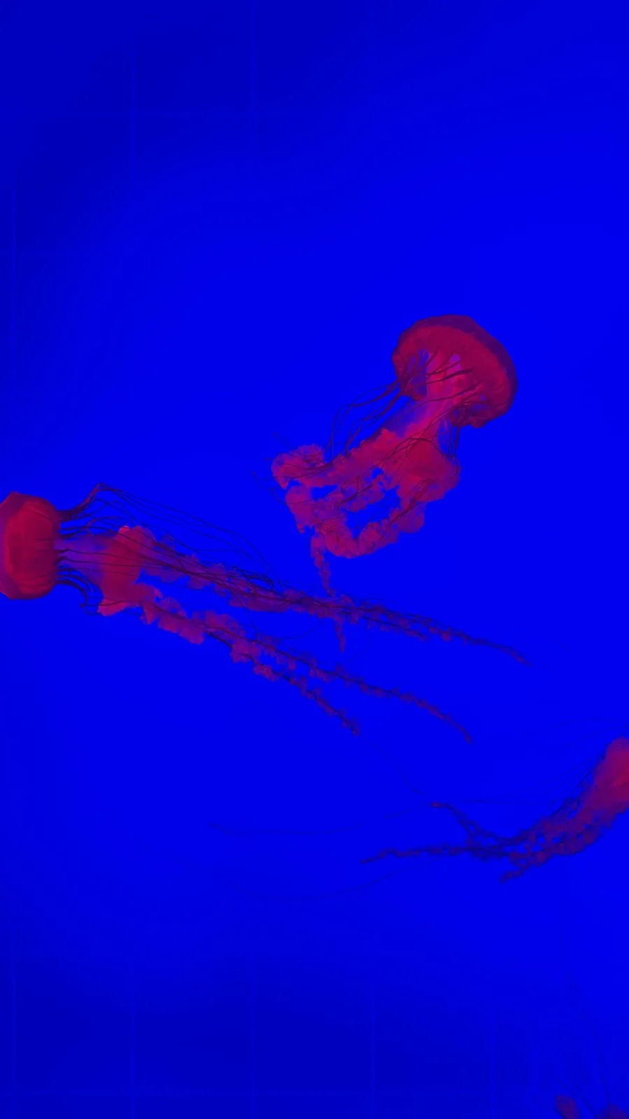 The image shows several red jellyfish floating in a deep blue aquatic environment, their translucent bodies and long…