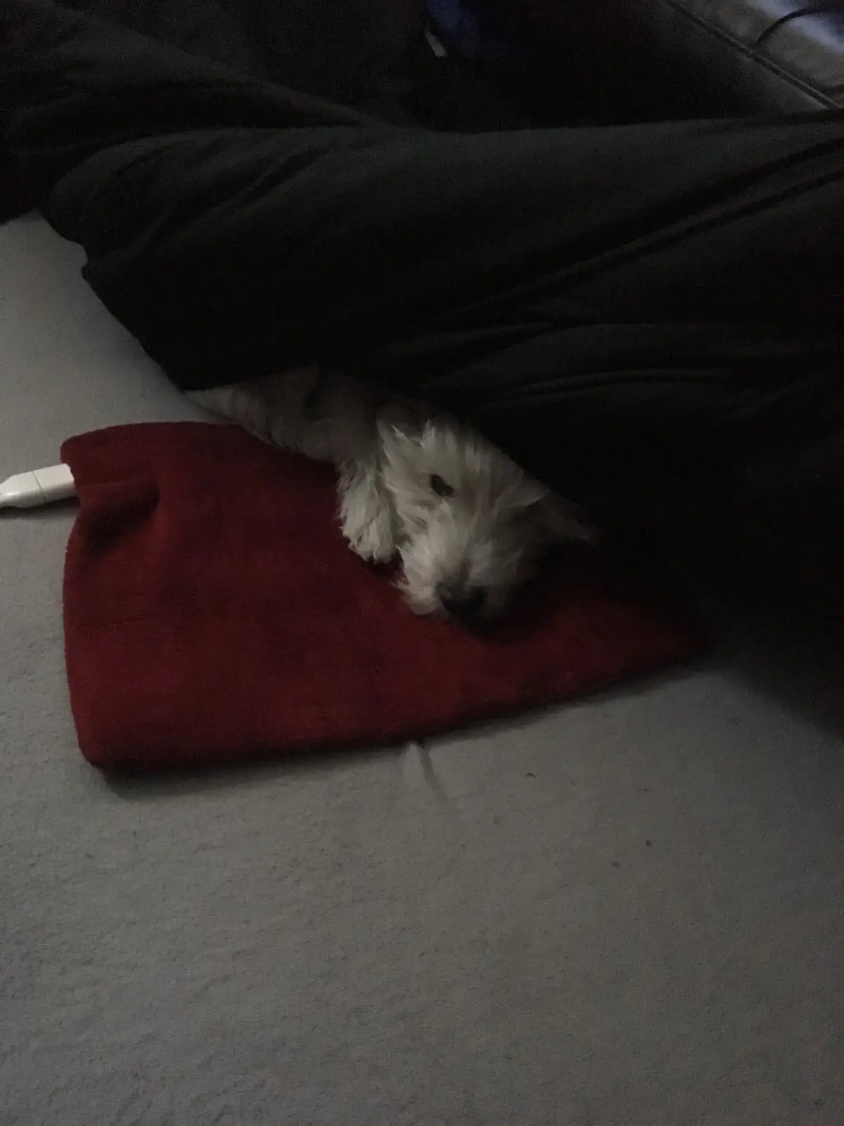 A small white dog with fluffy fur is peeking out from under a dark blanket, resting its head on a red blanket on a gray…