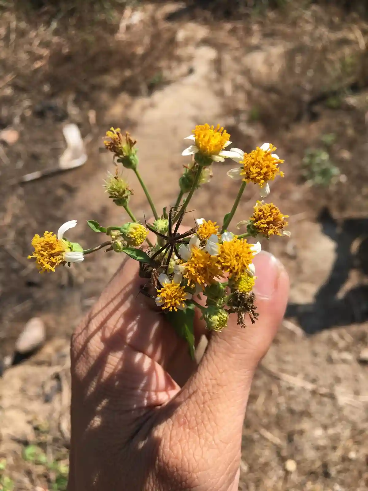 A hand holds a cluster of small yellow-and-white flowers with a dried, star-shaped seed pod prominently visible among them…