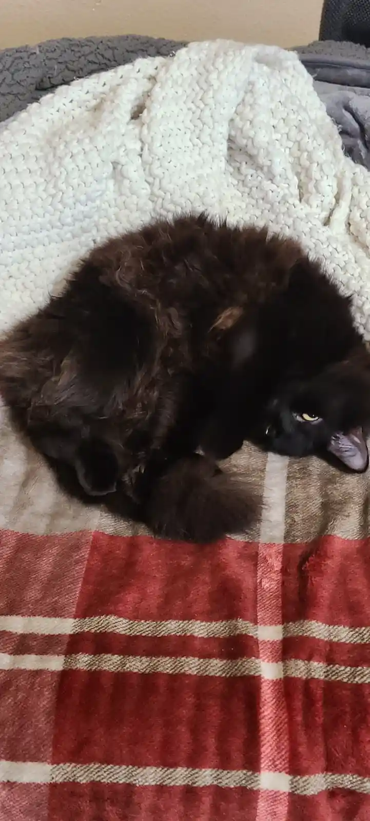 A fluffy black cat is curled up on a red and beige plaid blanket, partially covered by a white knitted blanket, with one eye…