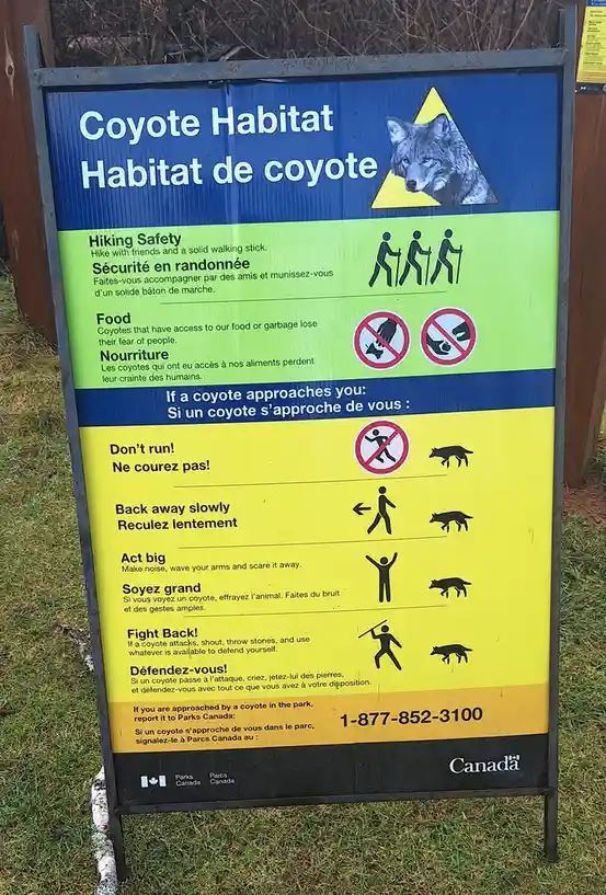 A bilingual Canadian Parks Canada sign warns hikers about coyote encounters, offering safety tips like 'Don't run!' and…