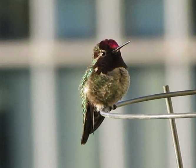 A small hummingbird with iridescent green feathers and a red head perches on a curved metal railing, looking upward with its…