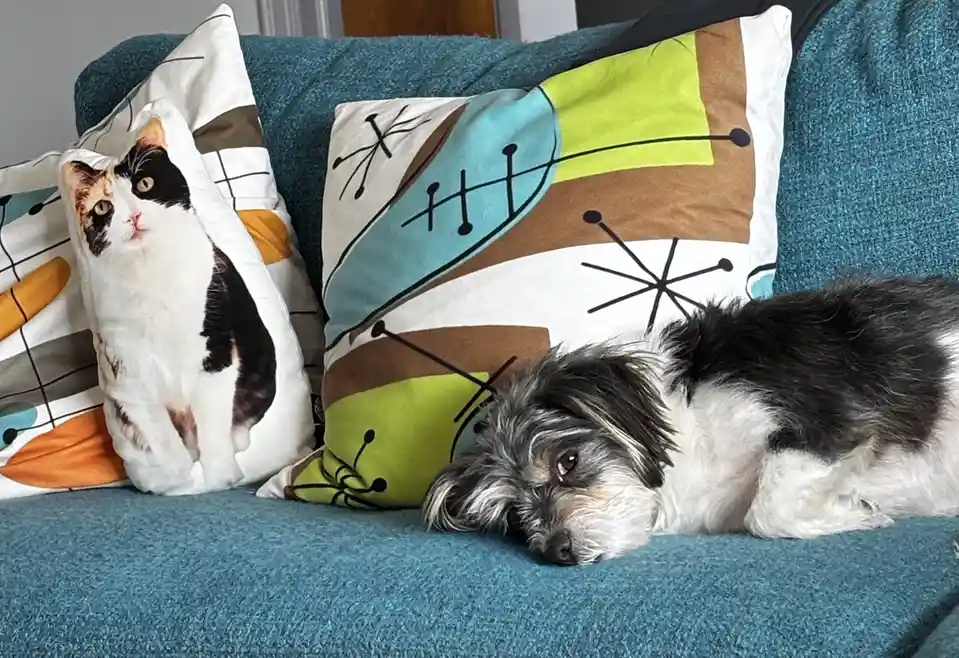 A small black-and-white dog lies on a blue couch, looking sleepy and unimpressed, next to a pillow featuring a photo of a…