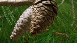 A sequence of six images shows a pinecone on a branch, gradually transforming from a normal pinecone into a glowing, fiery…
