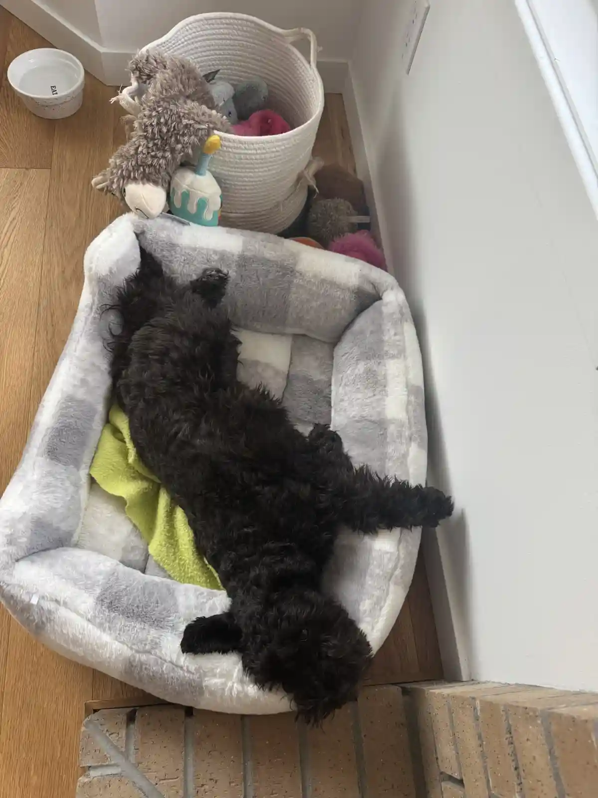 A black, curly-haired dog is lying on its back in a gray and white plaid dog bed, appearing very relaxed with its legs…