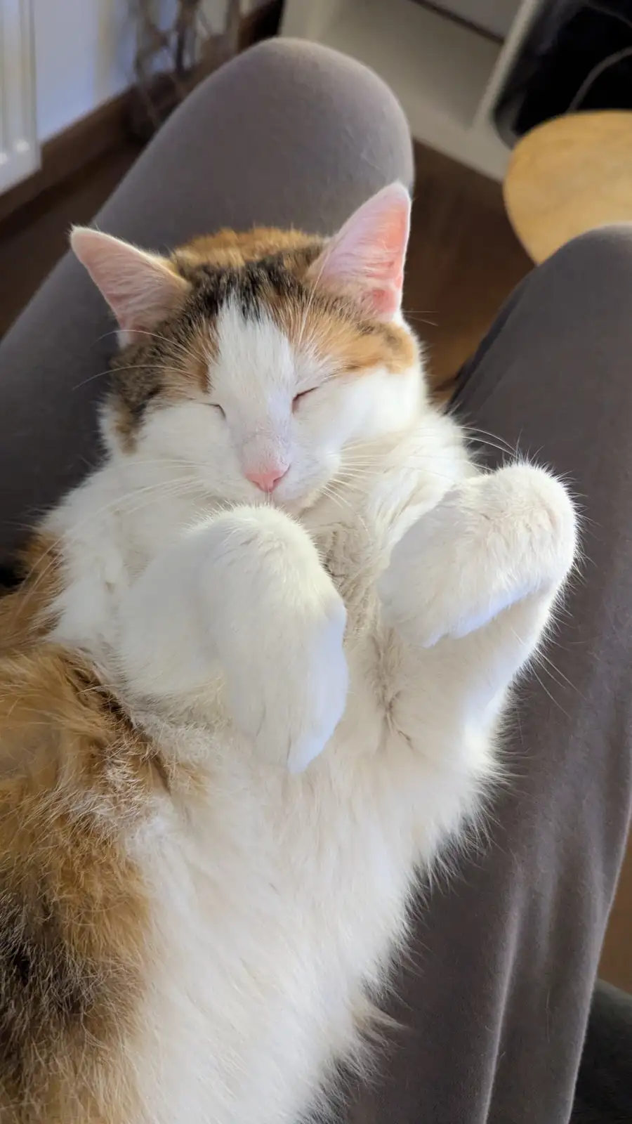 A calico cat with white, orange, and black fur is sleeping soundly on a person's lap, its eyes closed and paws held up near…