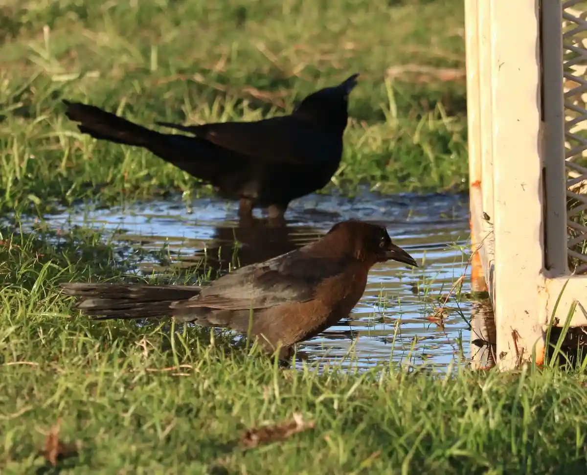 Two birds stand in shallow water near grass and a metal post; one is glossy black, the other is brownish-gray. The image has…