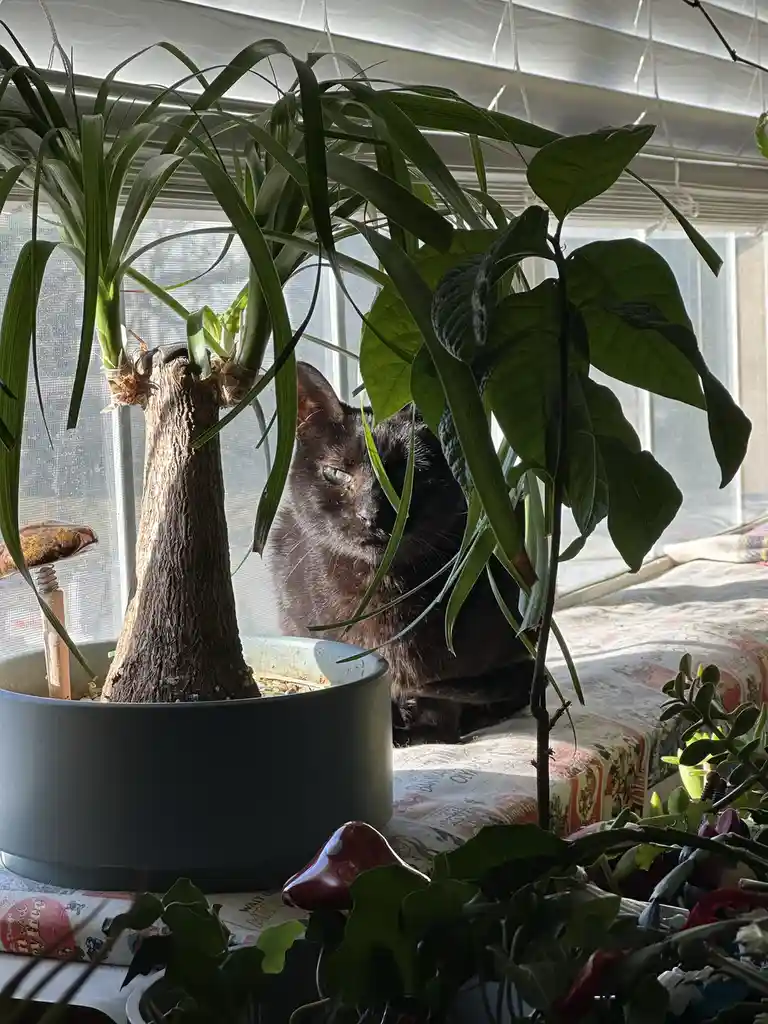 A black cat with striking green eyes is partially hidden behind the leaves of several potted plants on a windowsill, looking…