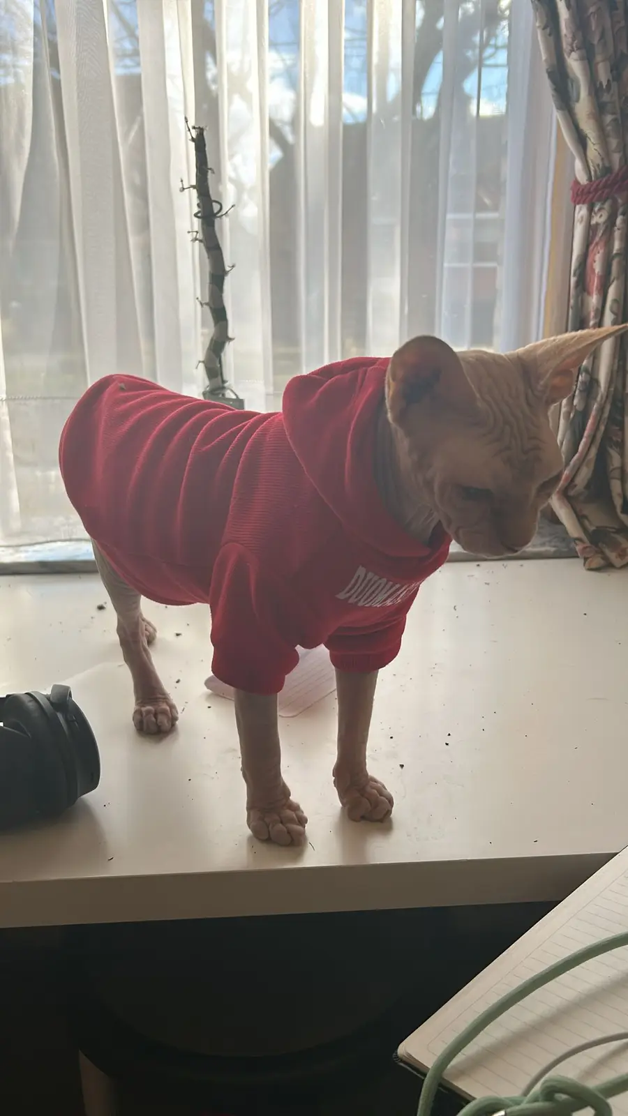 A hairless sphynx cat stands on a white desk wearing a red hoodie with the word 'DOOM' printed on the front, looking down…