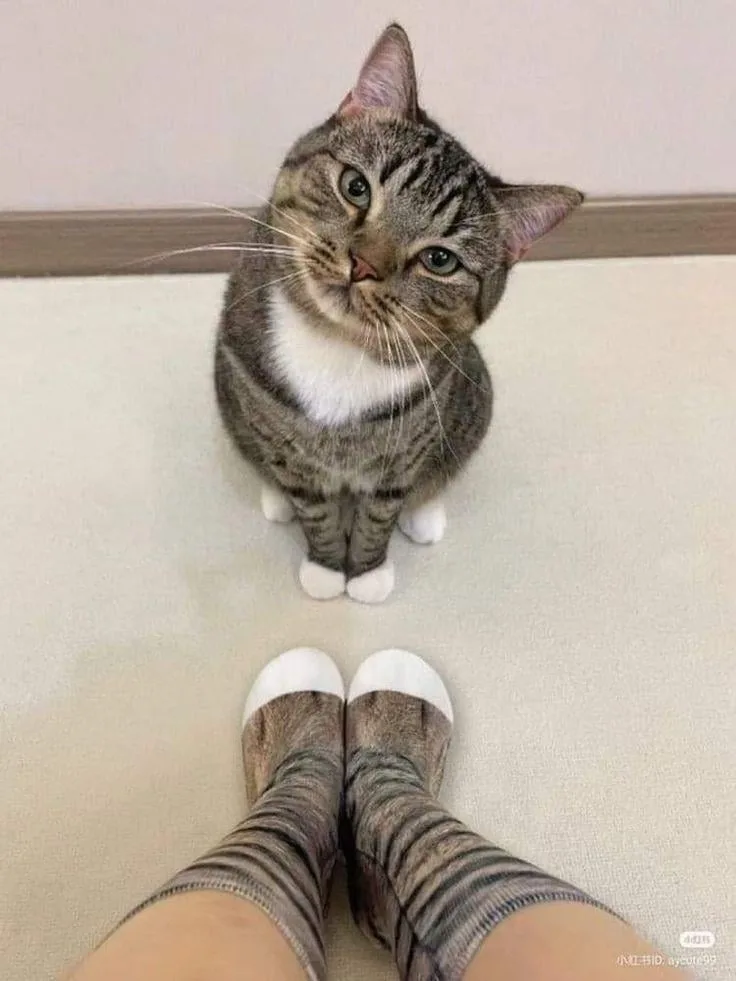 A tabby cat with a white chest sits on a light-colored floor, looking up at the camera. In the foreground, a person's feet…