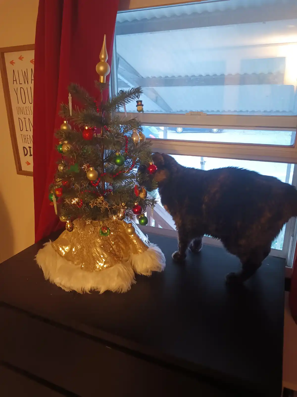 A tortoiseshell cat stands beside a small, decorated Christmas tree on a black surface, looking at the ornaments with its…