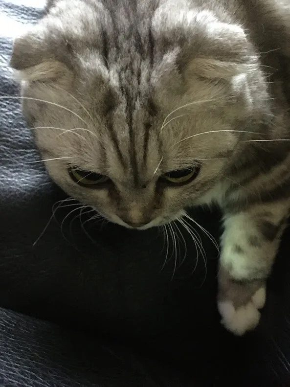 A close-up photo of a gray tabby cat with folded ears, looking down with a visibly sad or disappointed expression, one paw…