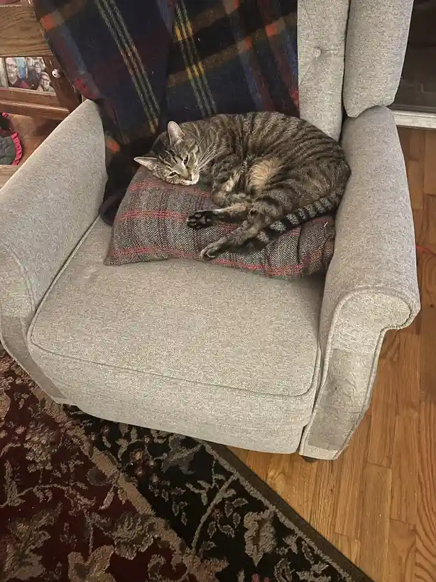 A tabby cat is curled up and sleeping on a plaid-patterned pillow placed on a gray fabric armchair. The cat's eyes are…