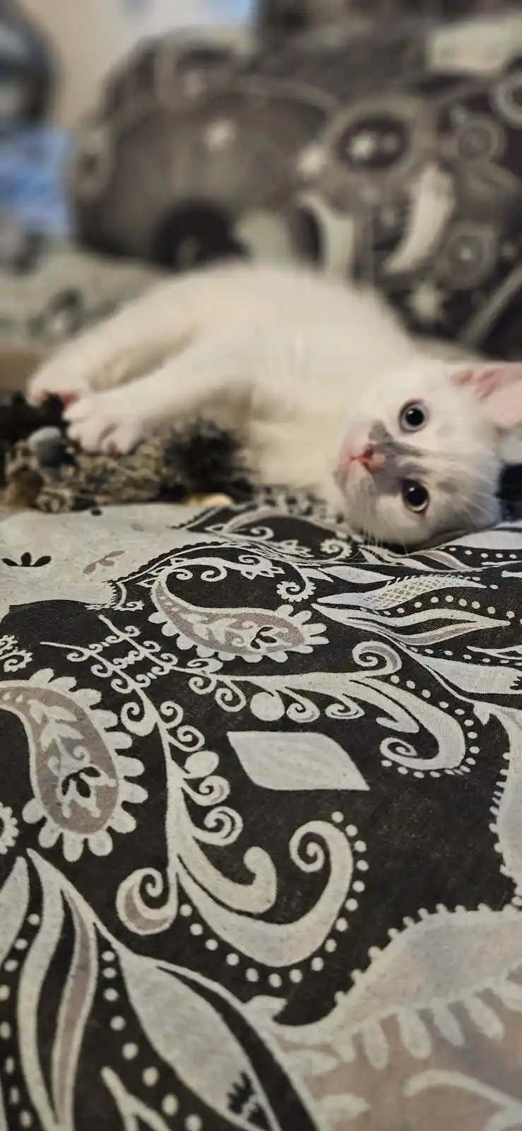 A small white kitten with grey markings lies on its back on a black and white patterned fabric, looking up with wide eyes…