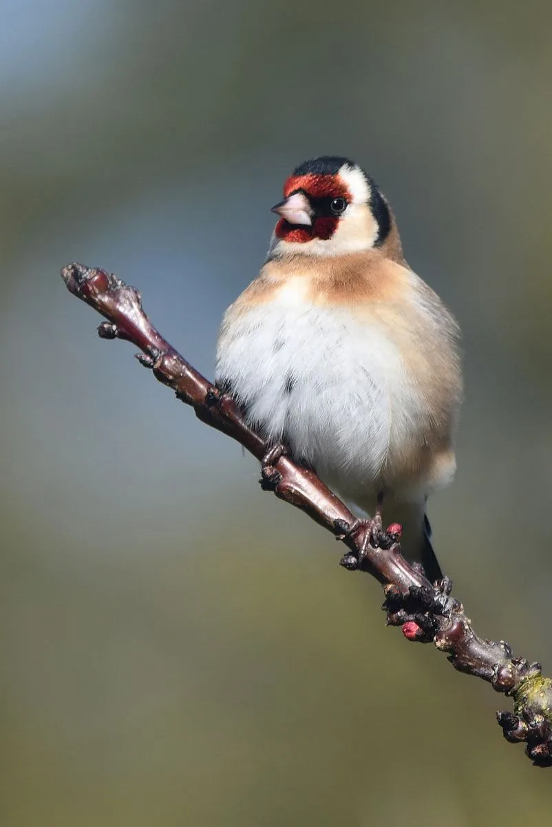 A goldfinch perched on a bare branch with a blurred natural background, looking directly at the camera. The bird has a…