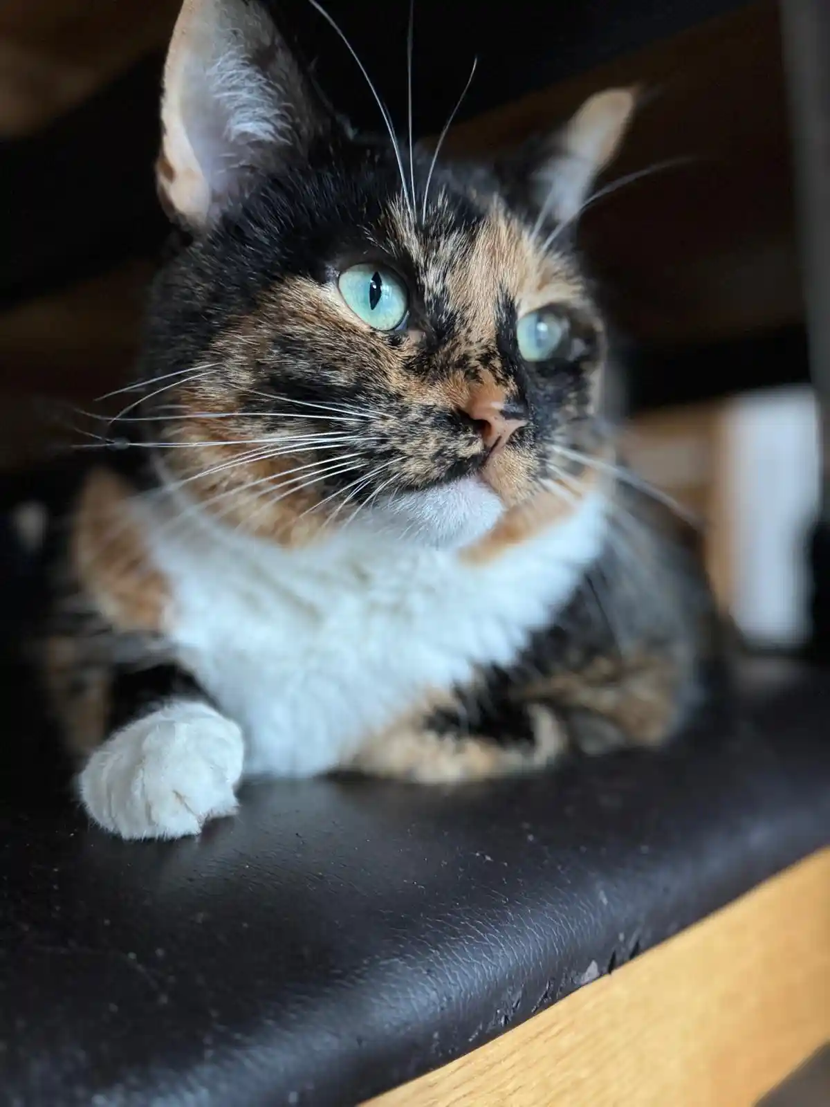 A close-up photo of a calico cat with green eyes, black, orange, and white fur, and a white chest, looking off to the side…