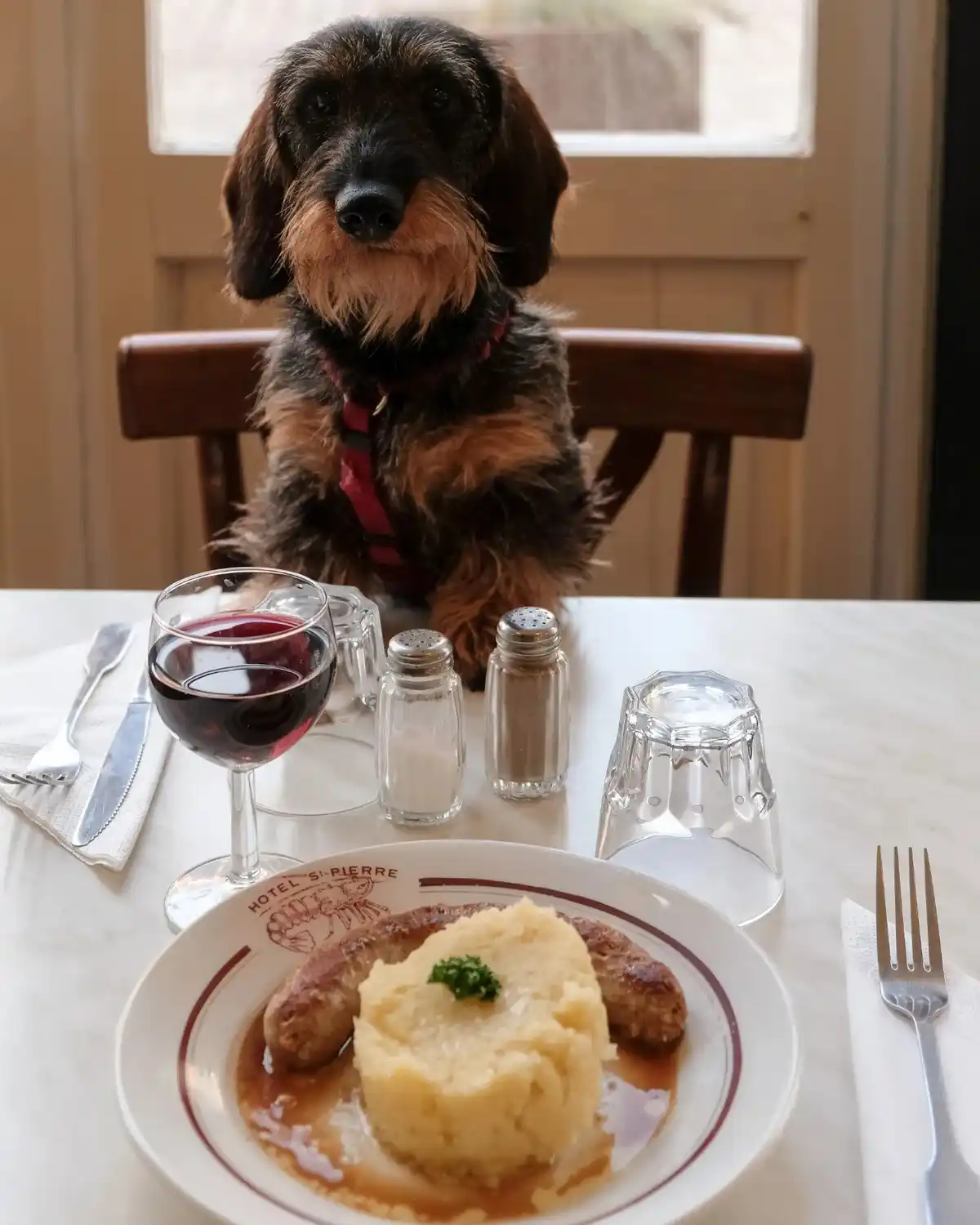 A dachshund wearing a red harness sits upright at a restaurant table, looking directly at the camera with a serious…