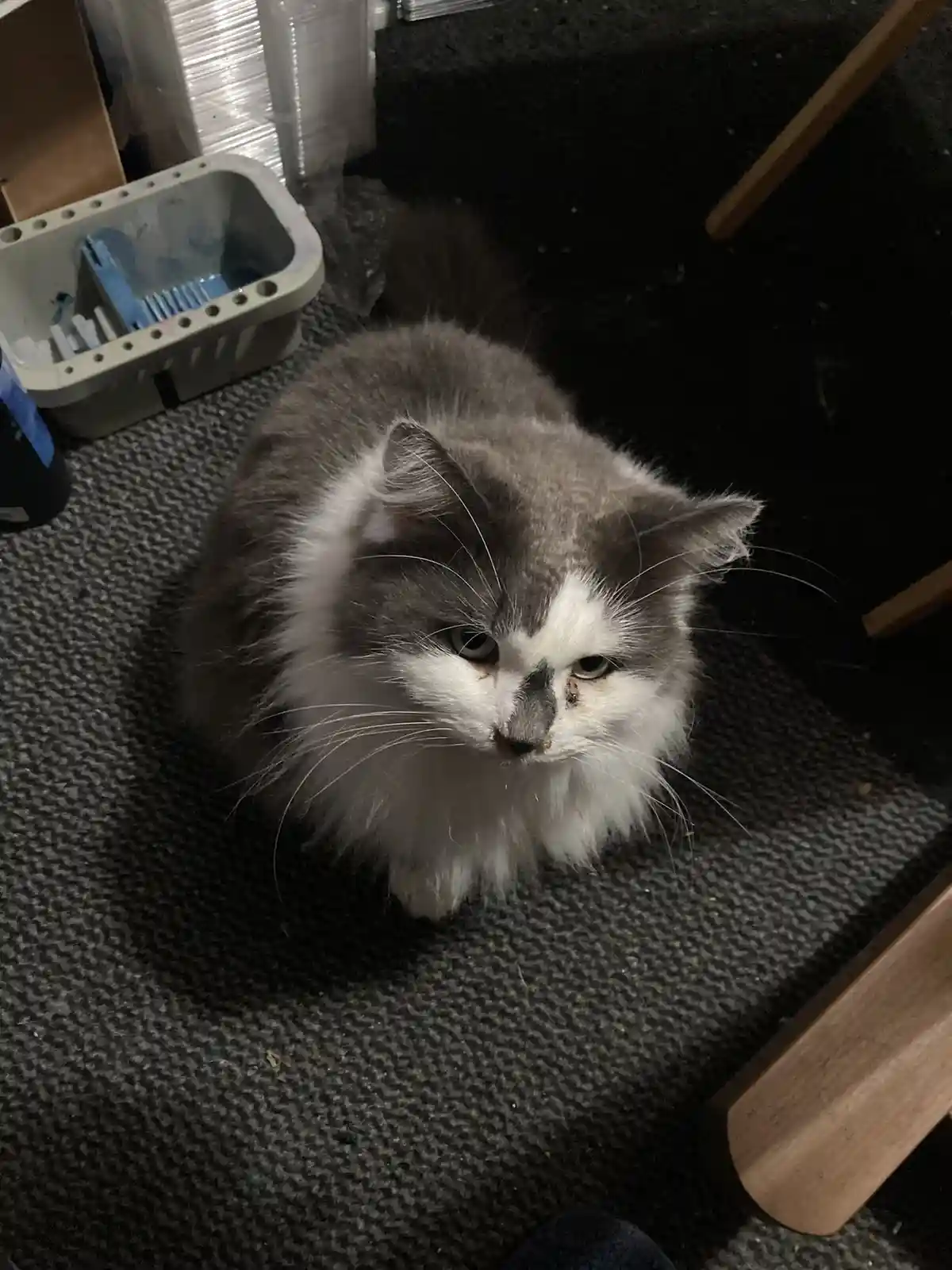 A fluffy gray and white cat sits on a dark carpet, looking directly at the camera with a grumpy, unimpressed expression. Its…