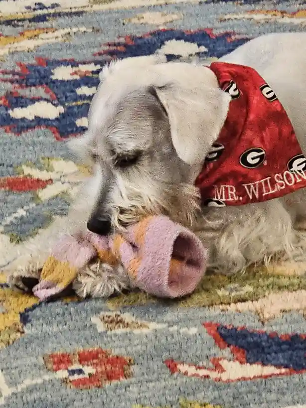 A gray and white dog, likely a miniature schnauzer, is lying on a colorful patterned rug while holding a pink and orange…