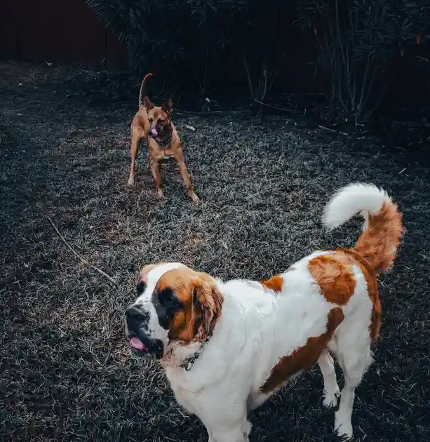 Two dogs are in a backyard with dry grass and a wooden fence in the background. A large, white and brown Saint Bernard-like…