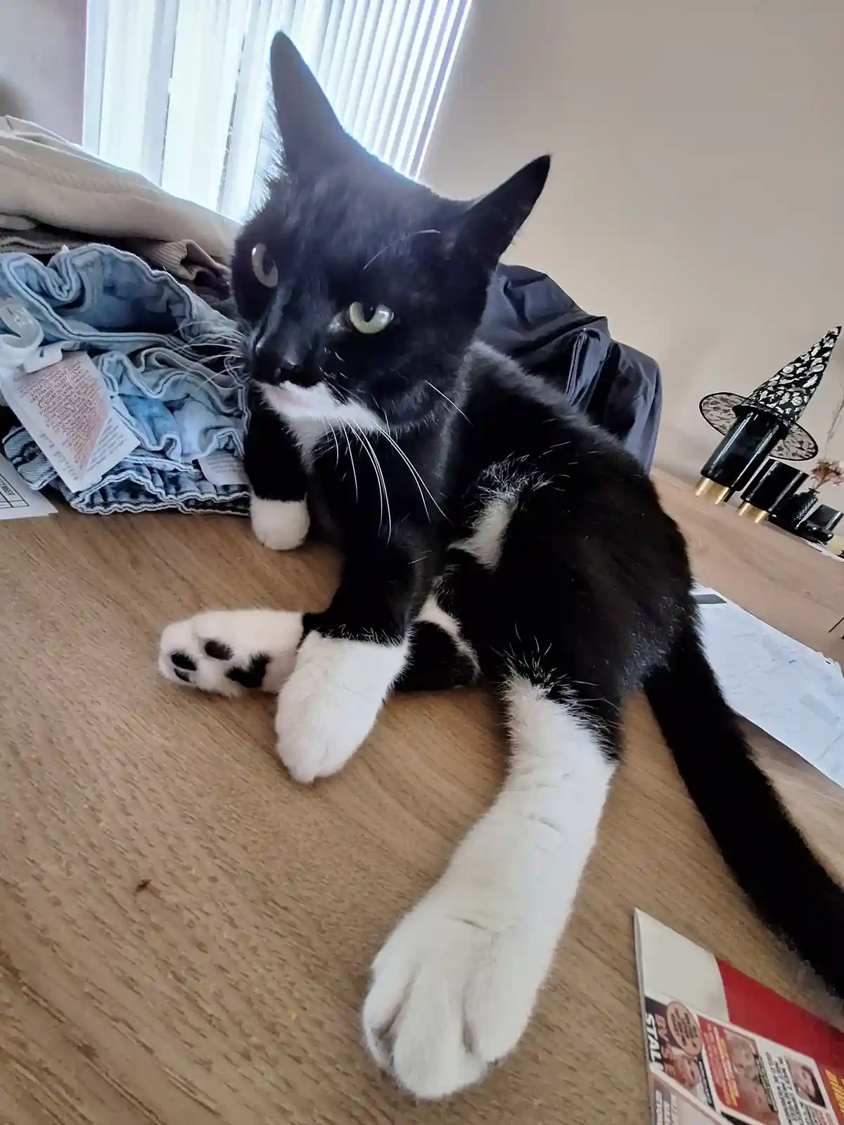 The Adventures of My Cat
