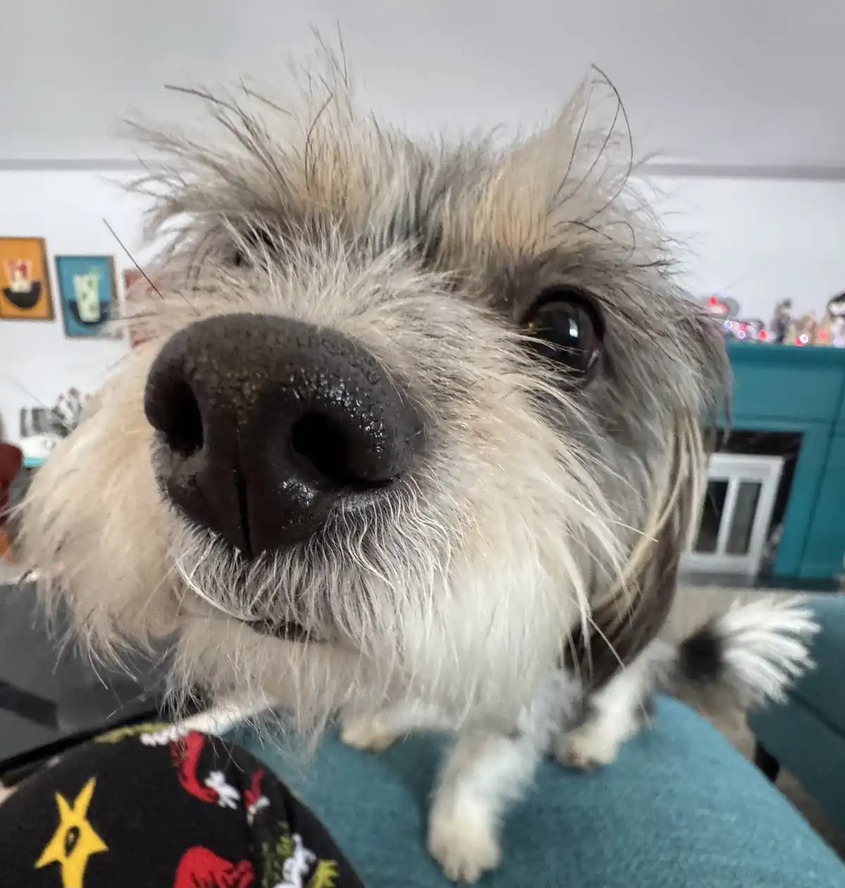 A close-up photo of a scruffy, shaggy dog with a prominent black nose and wide, dark eyes, looking directly at the camera…
