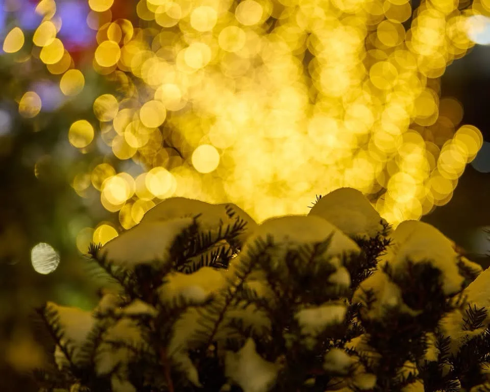 A close-up photo of snow-covered pine tree branches in the foreground, with a blurred background of warm golden bokeh…