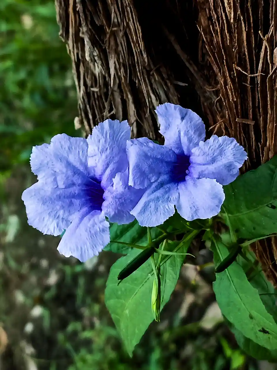 A close-up photo shows two vibrant blue flowers with ruffled petals growing near a textured brown tree trunk, surrounded by…