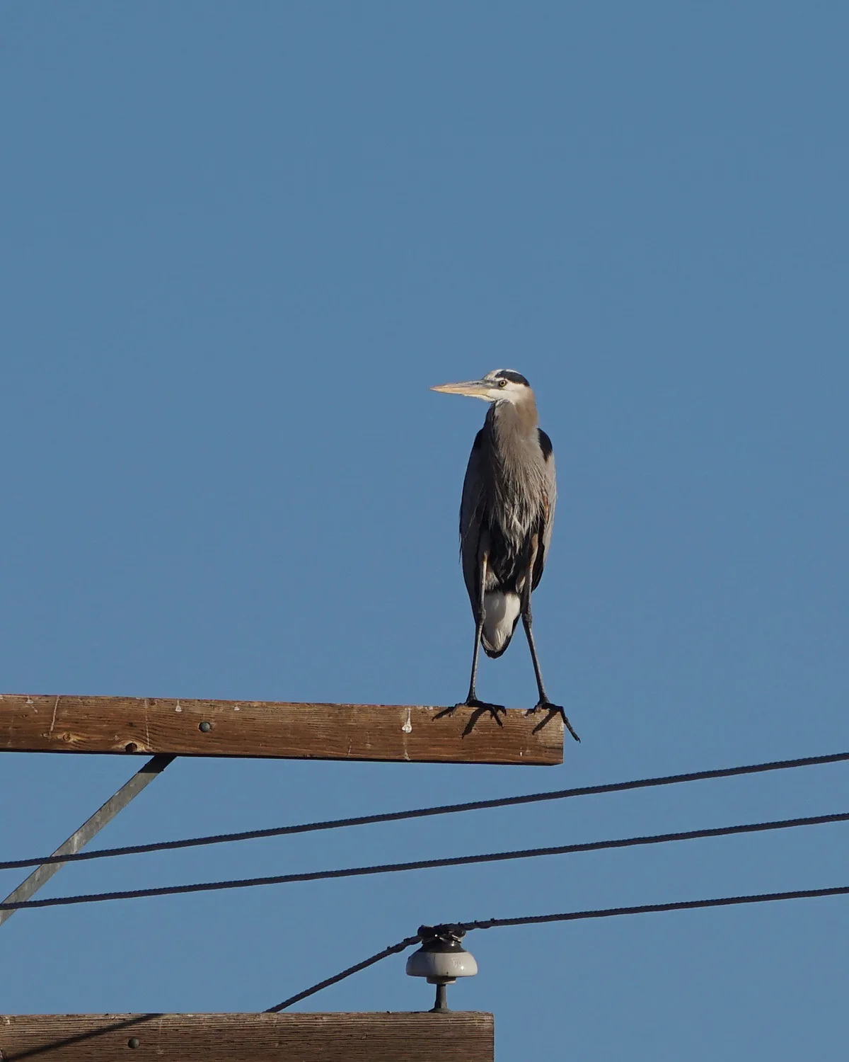A great blue heron stands tall and still on a wooden utility pole against a clear blue sky, with power lines visible below…